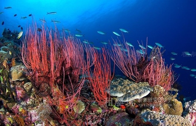 關愛海洋 保護珊瑚 愛護我們的大海 關愛海洋 保護珊瑚 愛護我們的大海